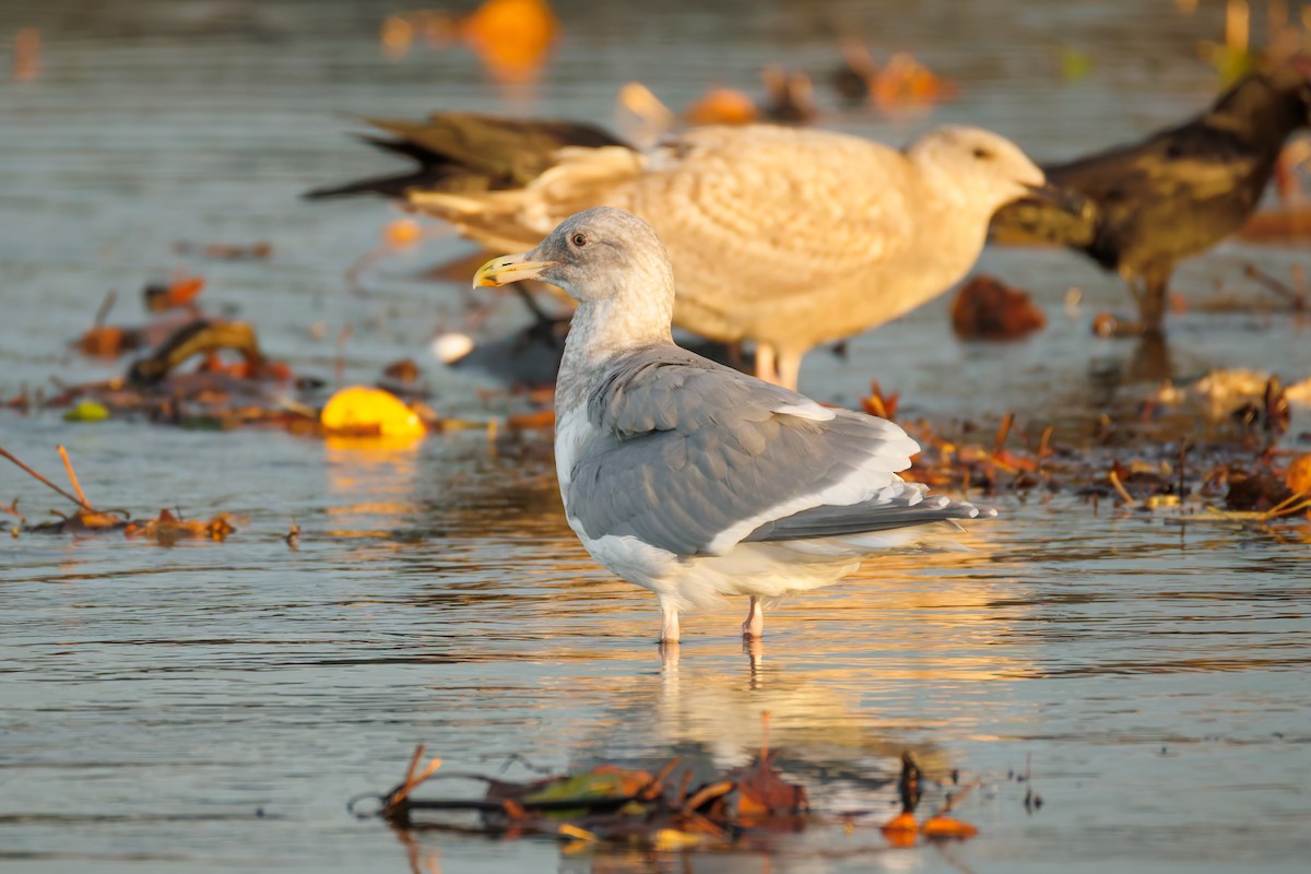 gråvingemåke - ML645201225