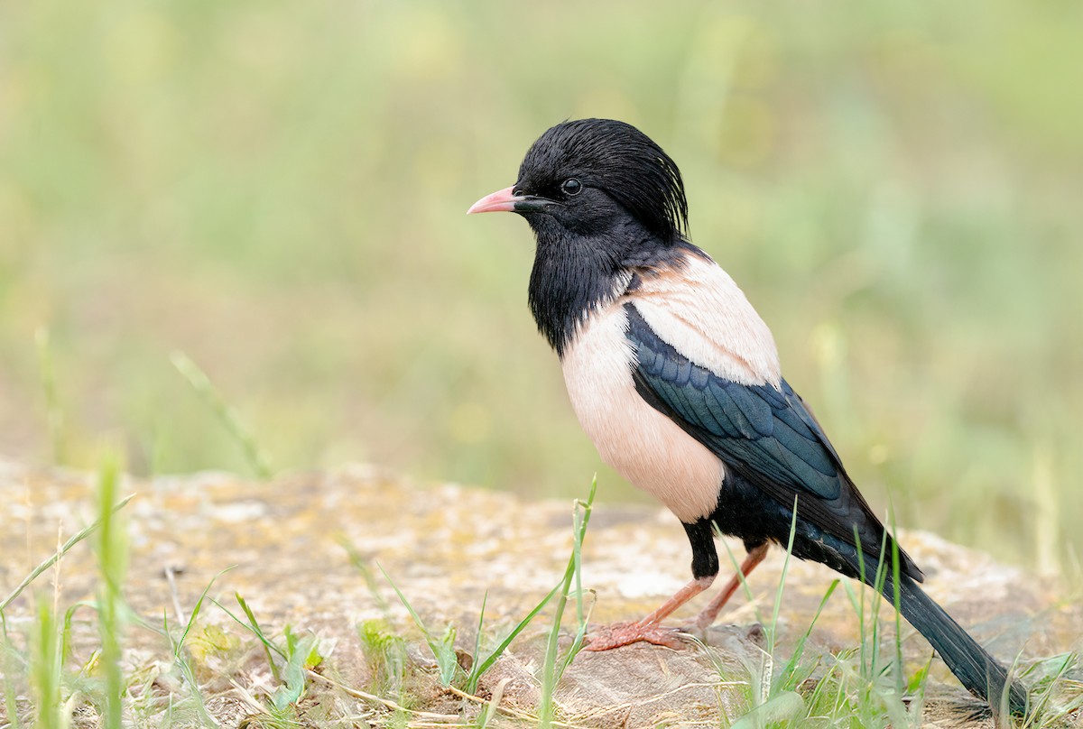 rosenstær - ML645201226