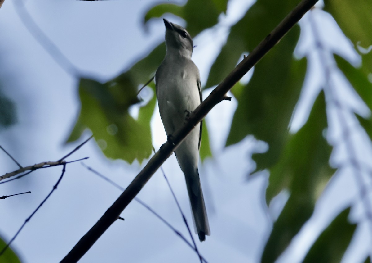 askemønjefugl - ML645201227
