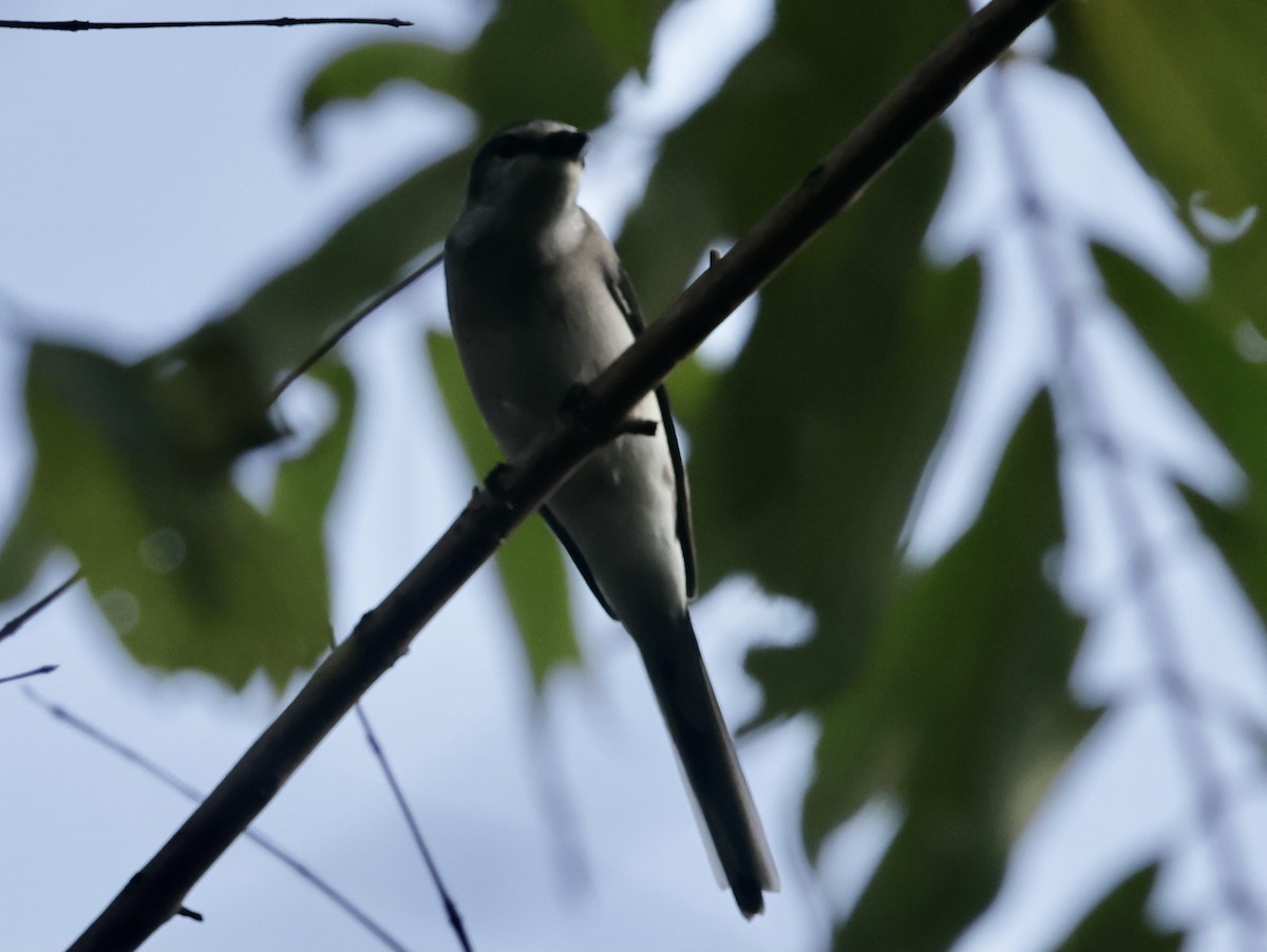 rosenmønjefugl - ML645201229