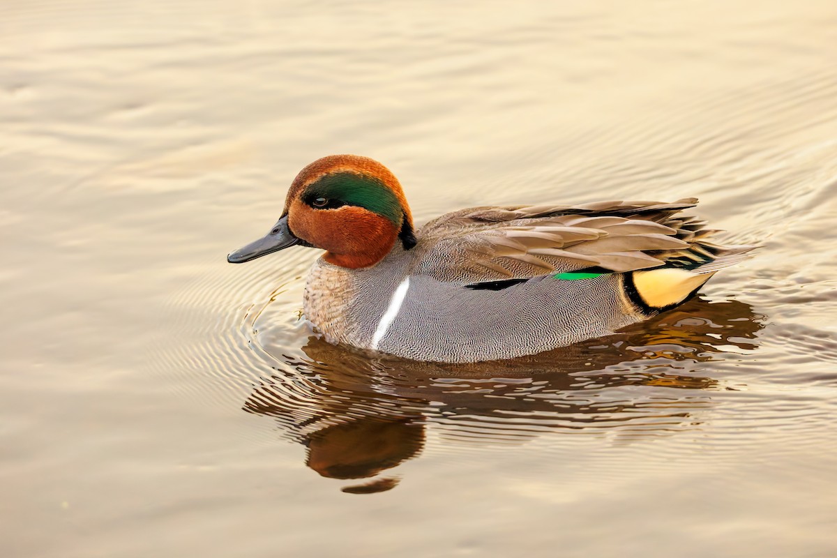 krikkand (carolinensis) (amerikakrikkand) - ML645201230