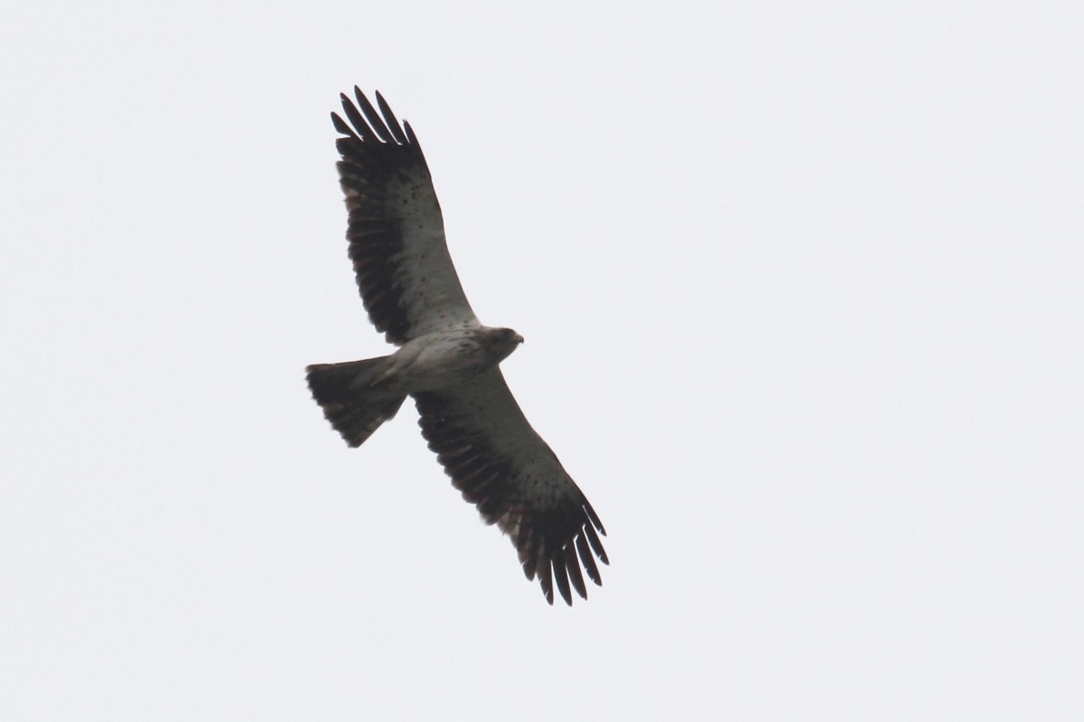 dvergørn - ML645201231