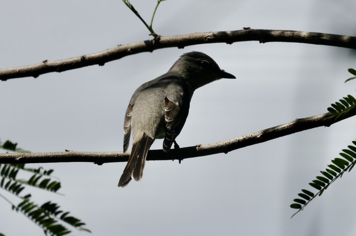 kinamønjefugl - ML645201232