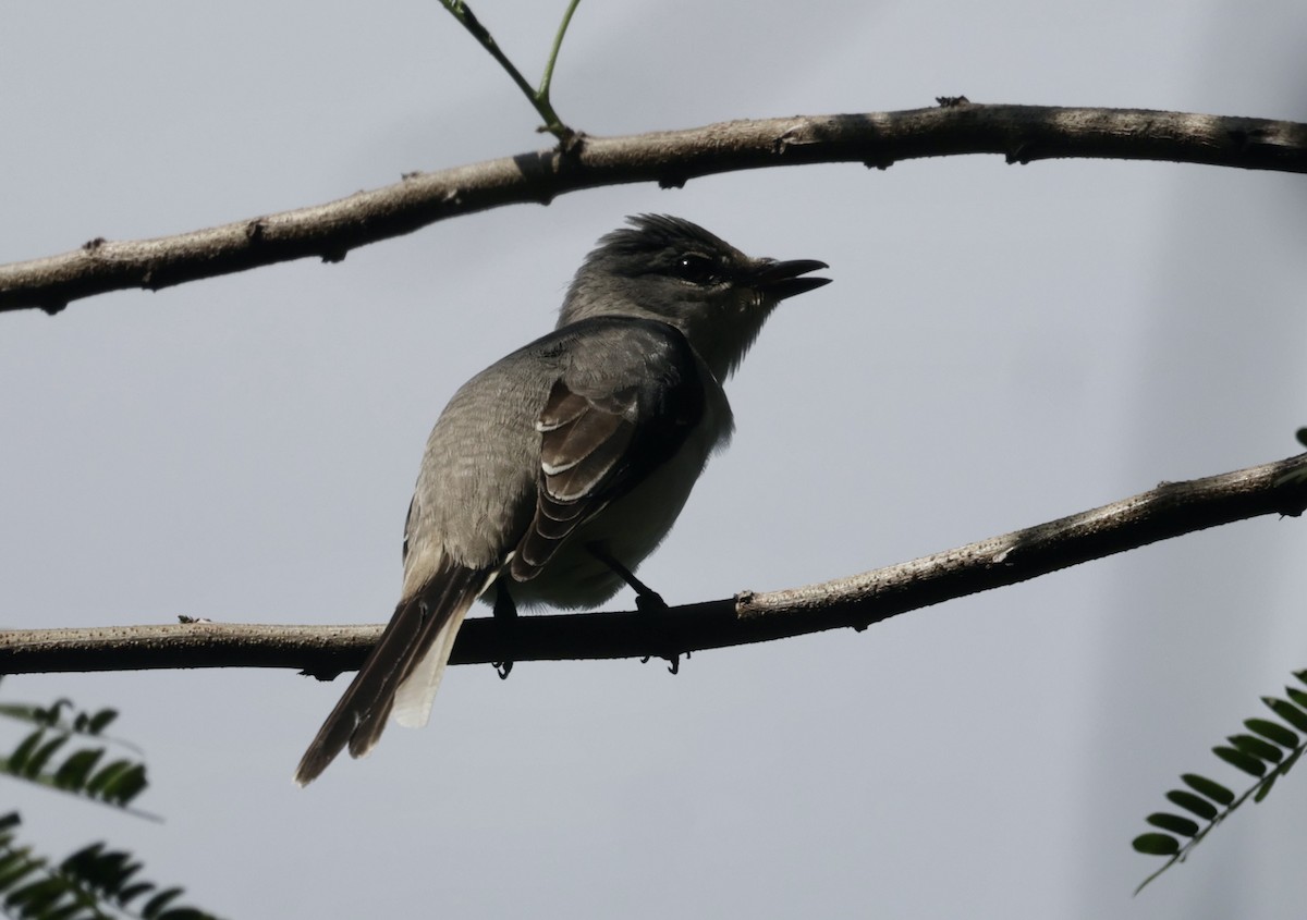 kinamønjefugl - ML645201233