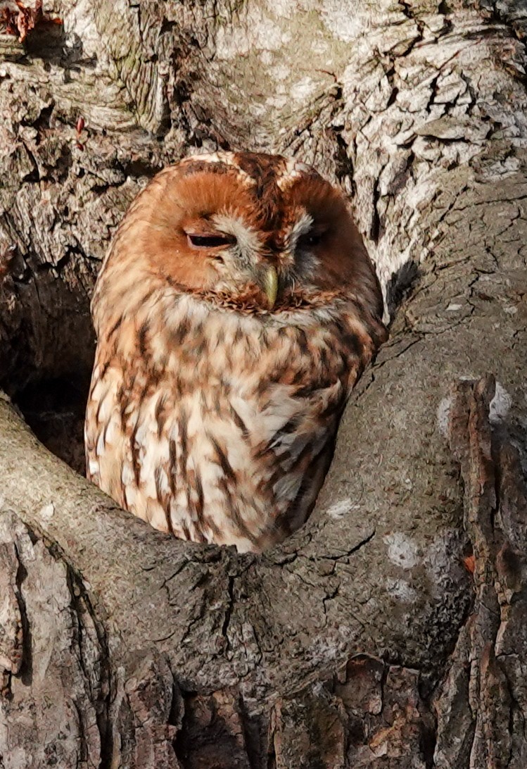 Chouette hulotte - ML645201241