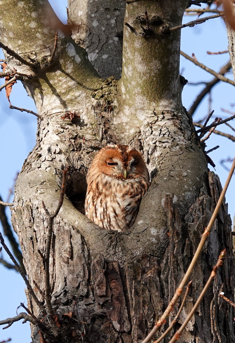 Chouette hulotte - ML645201242