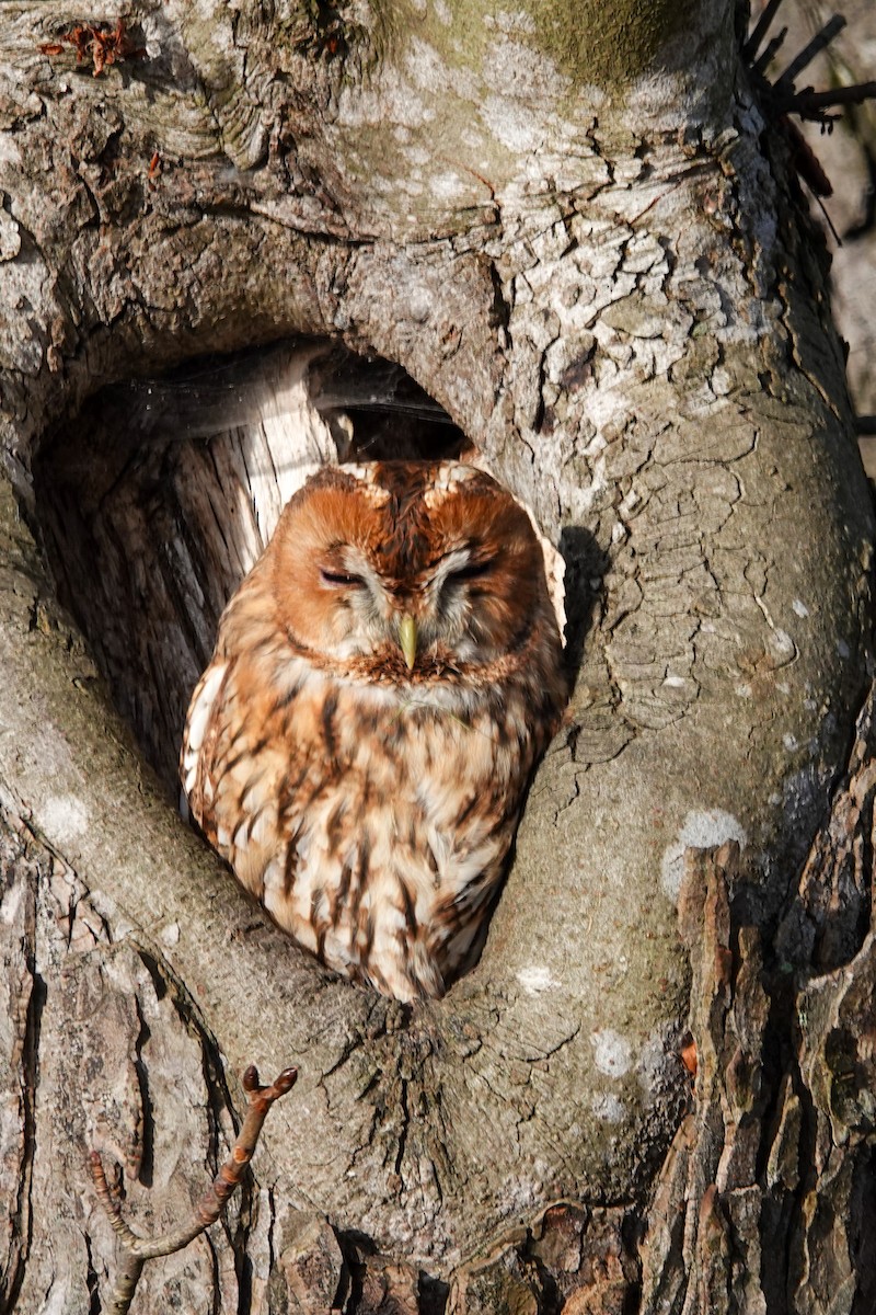 Chouette hulotte - ML645201243