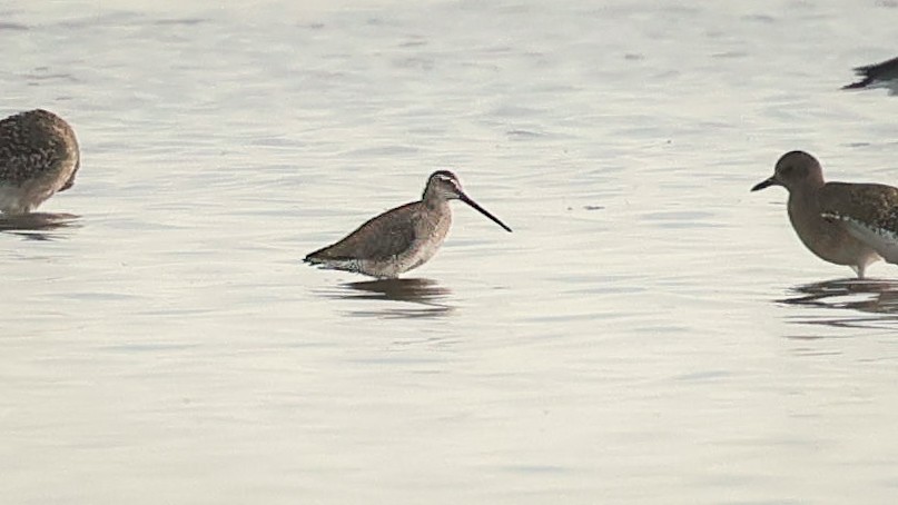 Long-billed Dowitcher - ML645201244