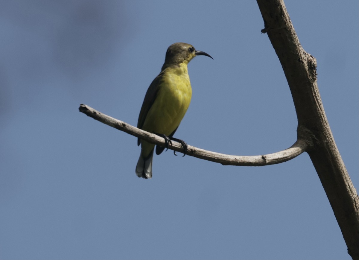Ornate Sunbird - ML645201250