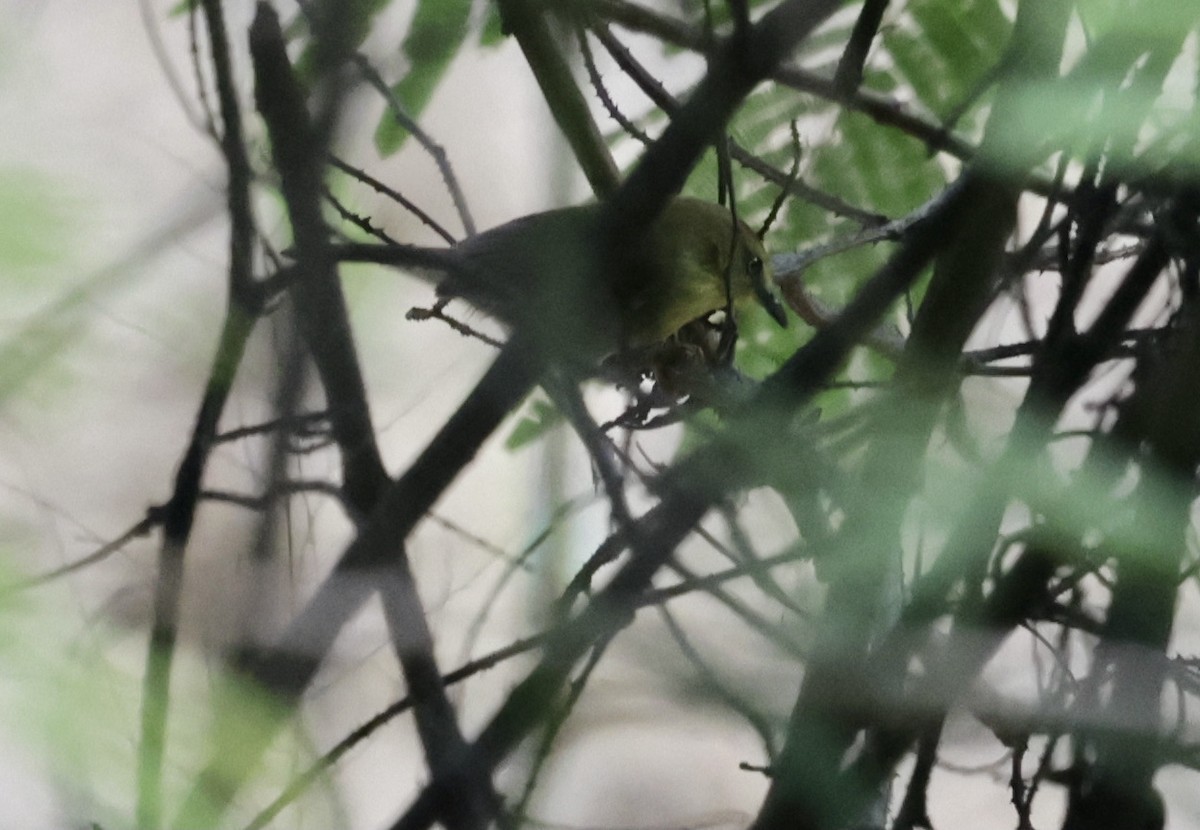 smalstripemeistimal - ML645201272