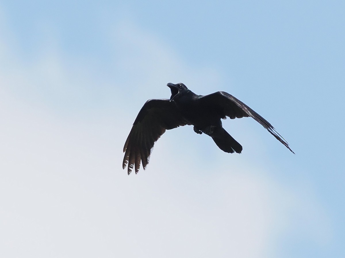 Large-billed Crow - ML645201288