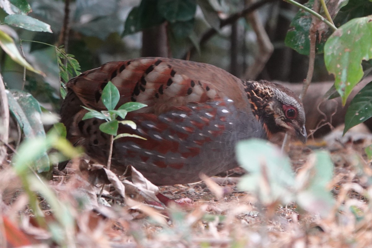 Rufous-throated Partridge - ML645201307