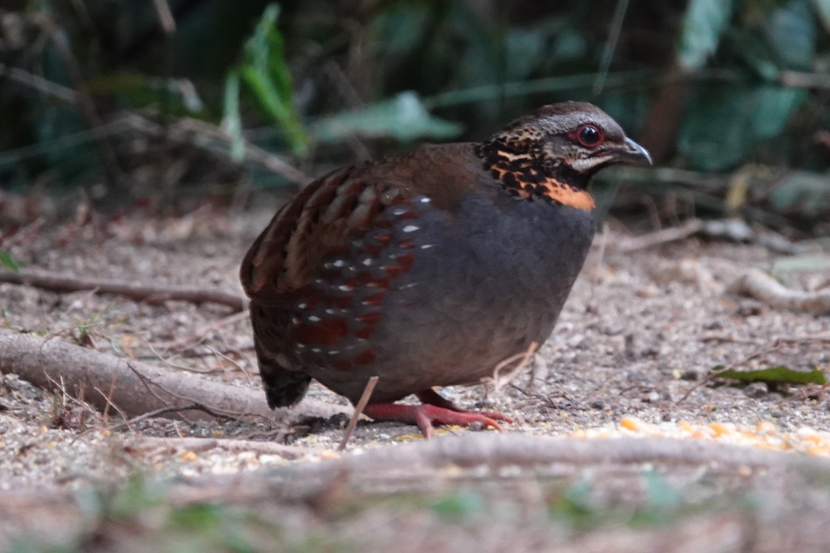 Rufous-throated Partridge - ML645201308