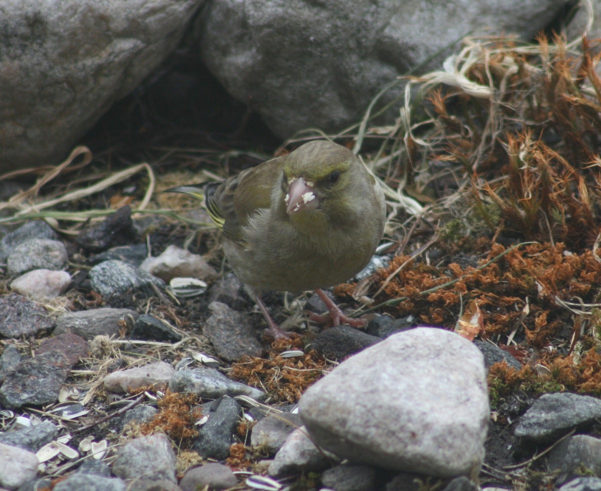 Эгэл ногоолдой - ML64520131