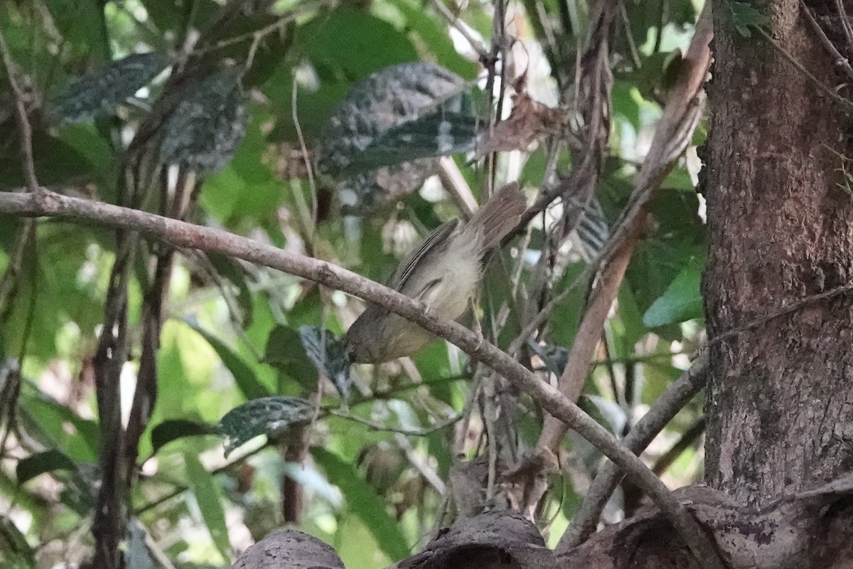 smalstripemeistimal - ML645201324