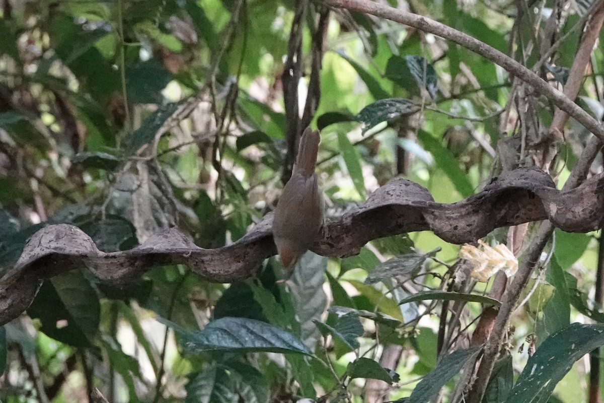 smalstripemeistimal - ML645201326