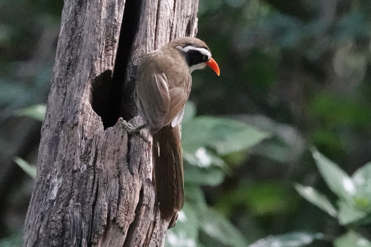 Cimitarra Coroniparda - ML645201355
