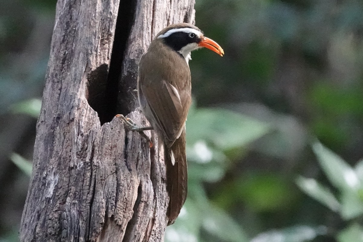 Cimitarra Coroniparda - ML645201361