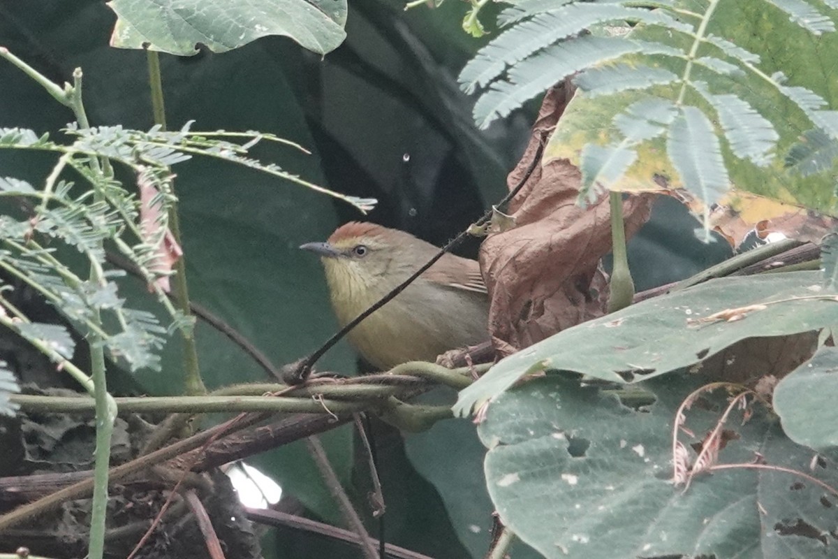 smalstripemeistimal - ML645201405