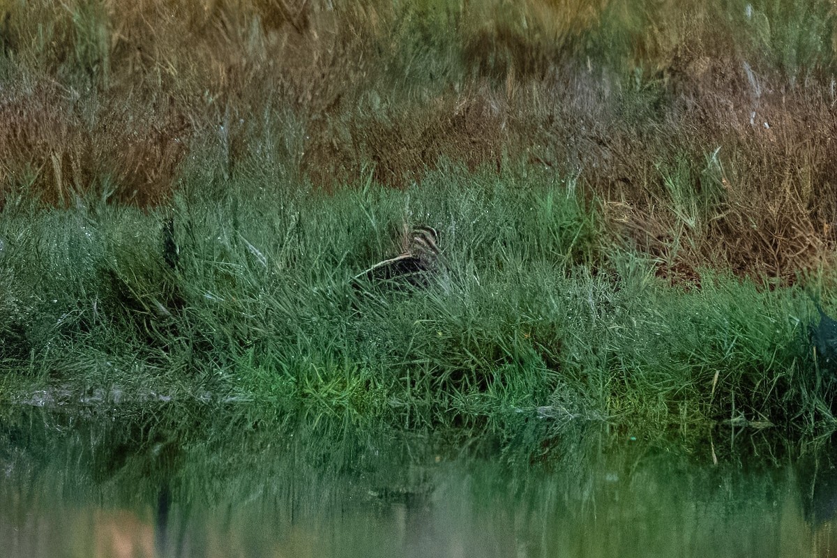 Wilson's Snipe - ML645201429