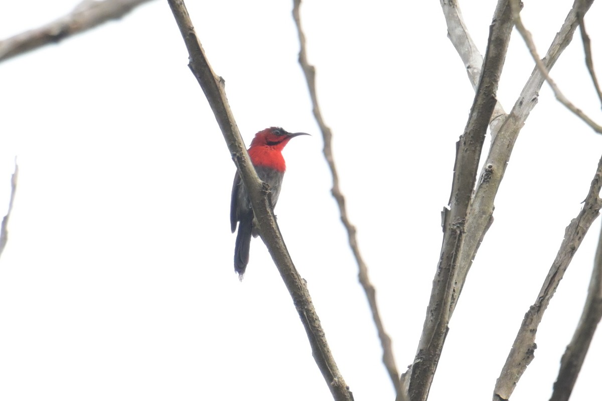 Crimson Sunbird - ML645201437