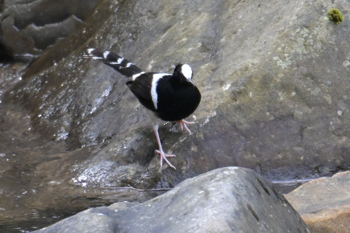 Bornean Forktail - ML645201443