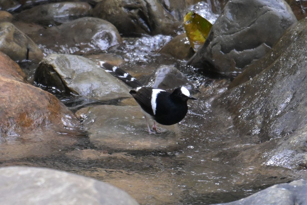 Bornean Forktail - ML645201444
