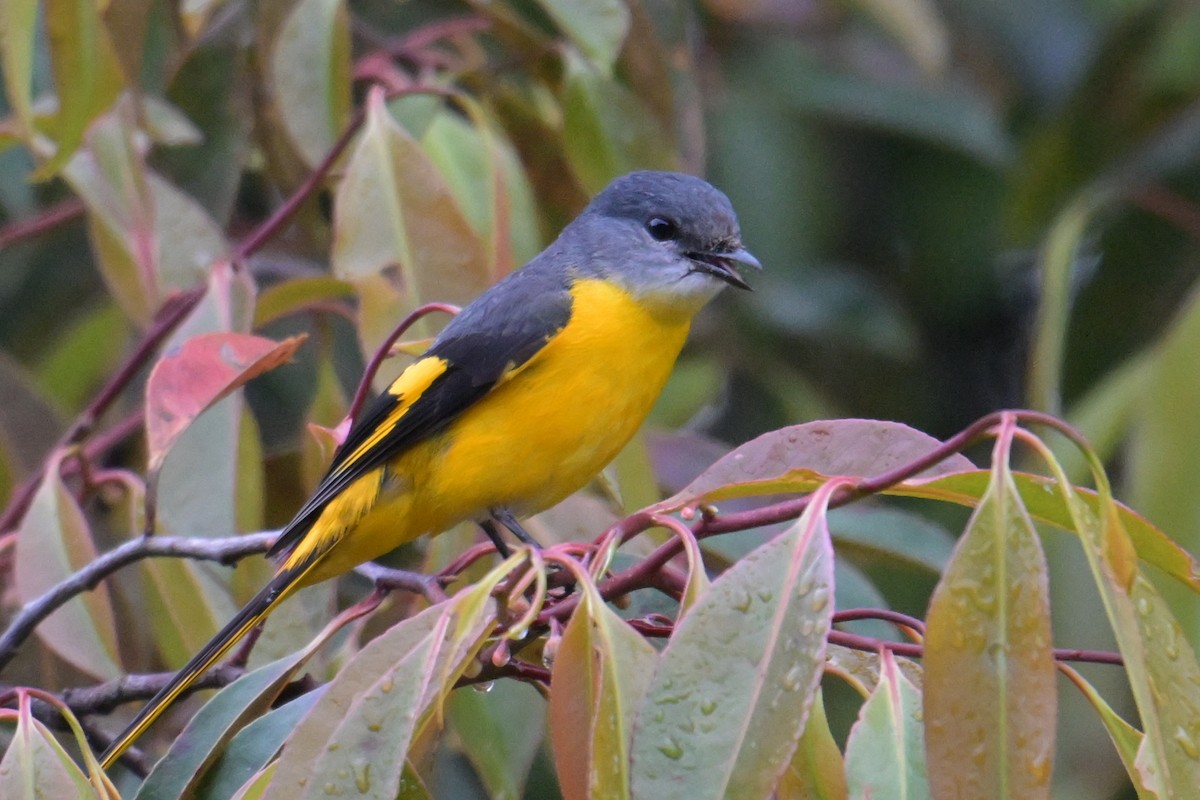 Личинкоїд сірощокий (підвид montanus/cinereigula) - ML645201451
