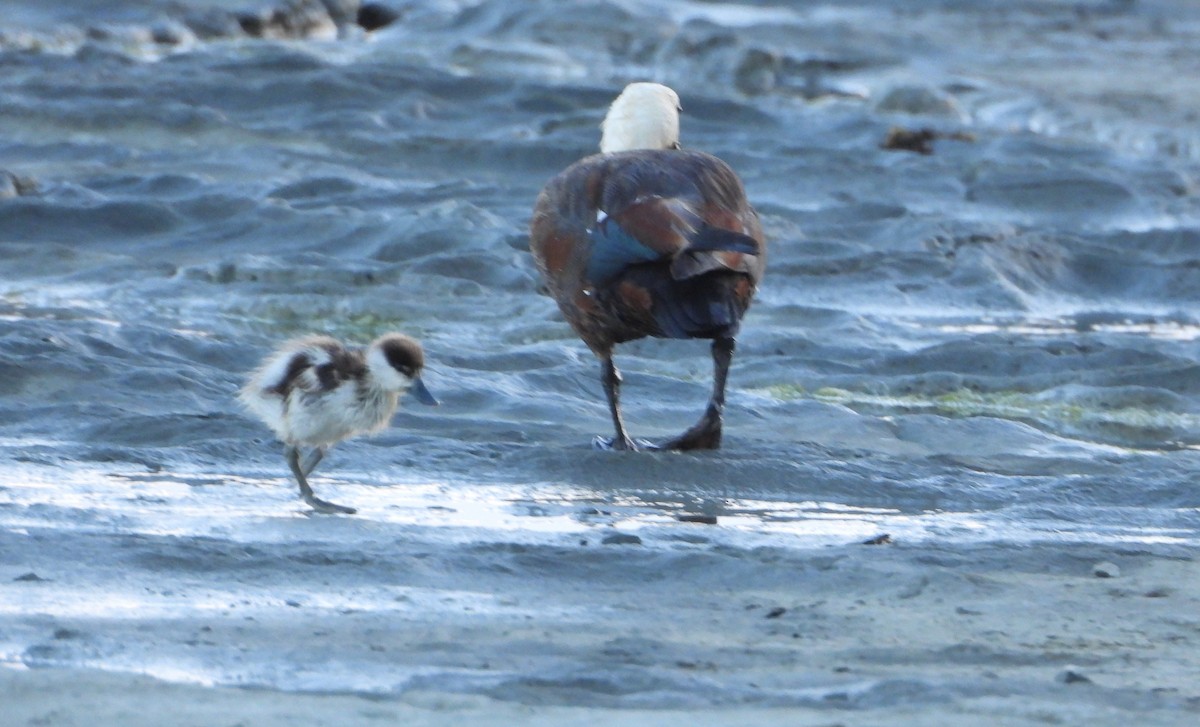 クロアカツクシガモ - ML645201452
