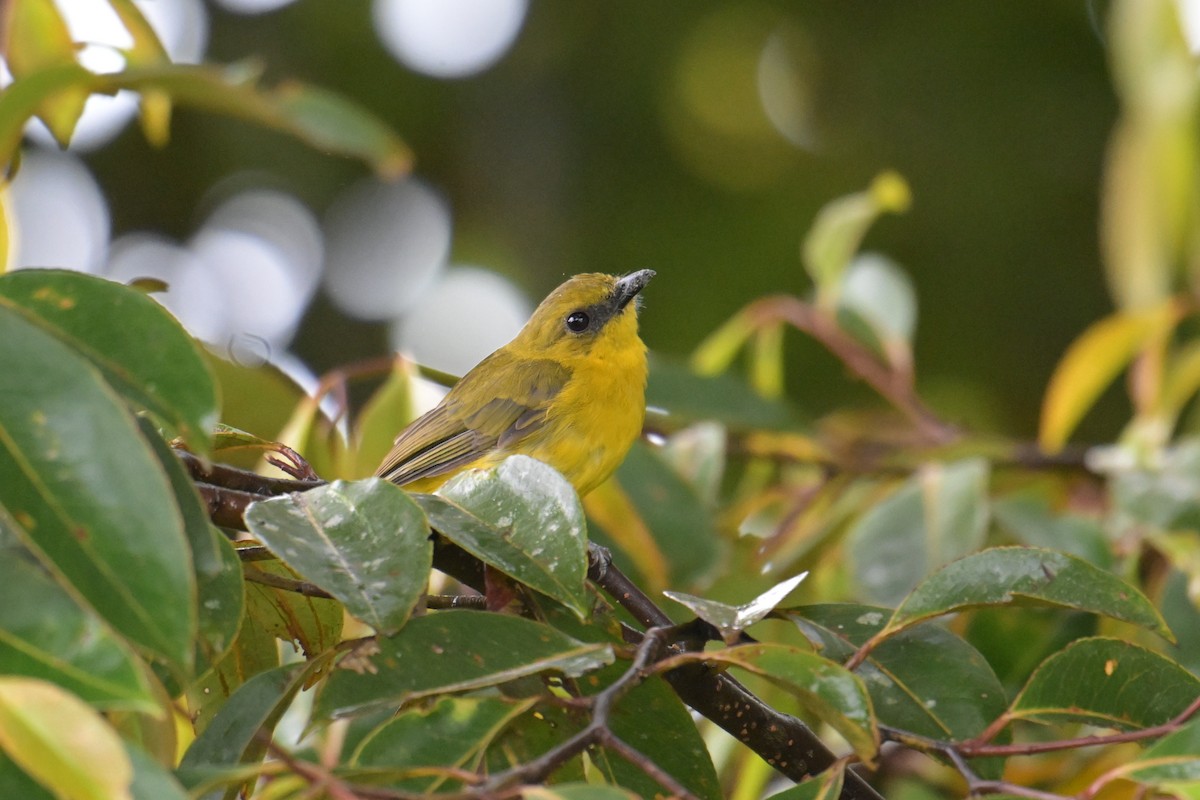 Bornean Whistler - ML645201453