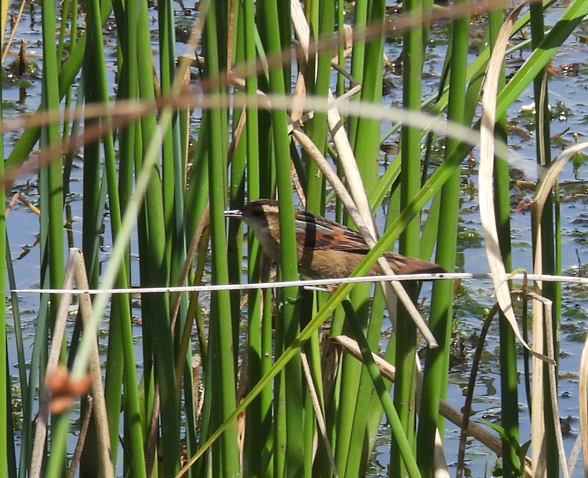 Wren-like Rushbird - ML645201456
