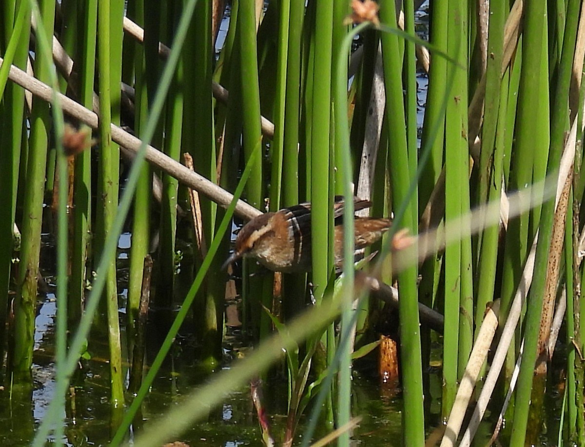 Wren-like Rushbird - ML645201457