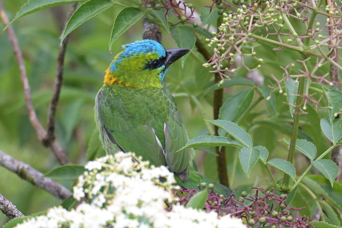 Синелицый бородастик - ML645201479