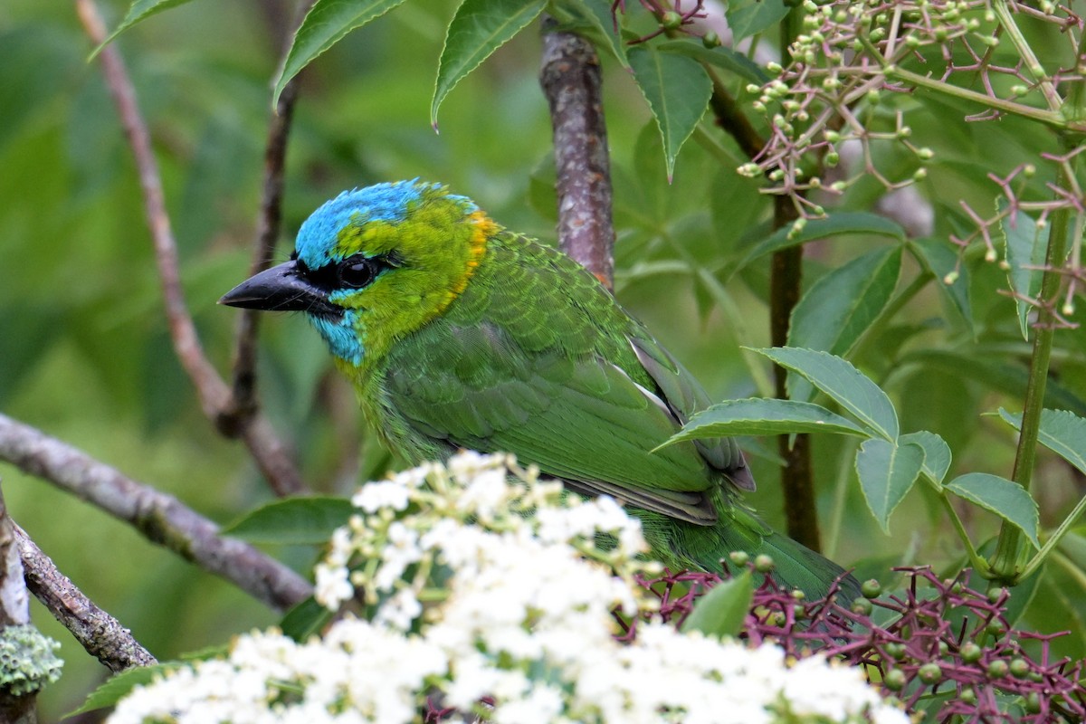 Синелицый бородастик - ML645201480