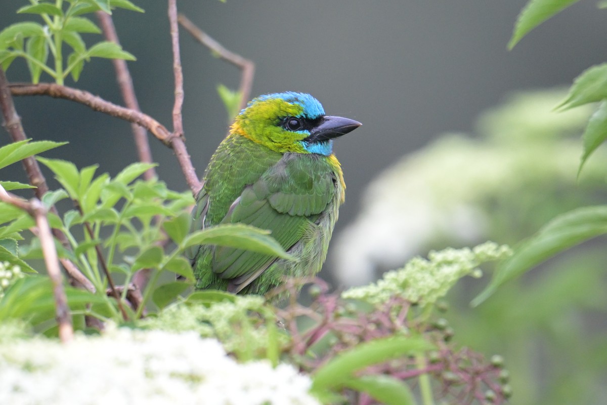 Синелицый бородастик - ML645201481