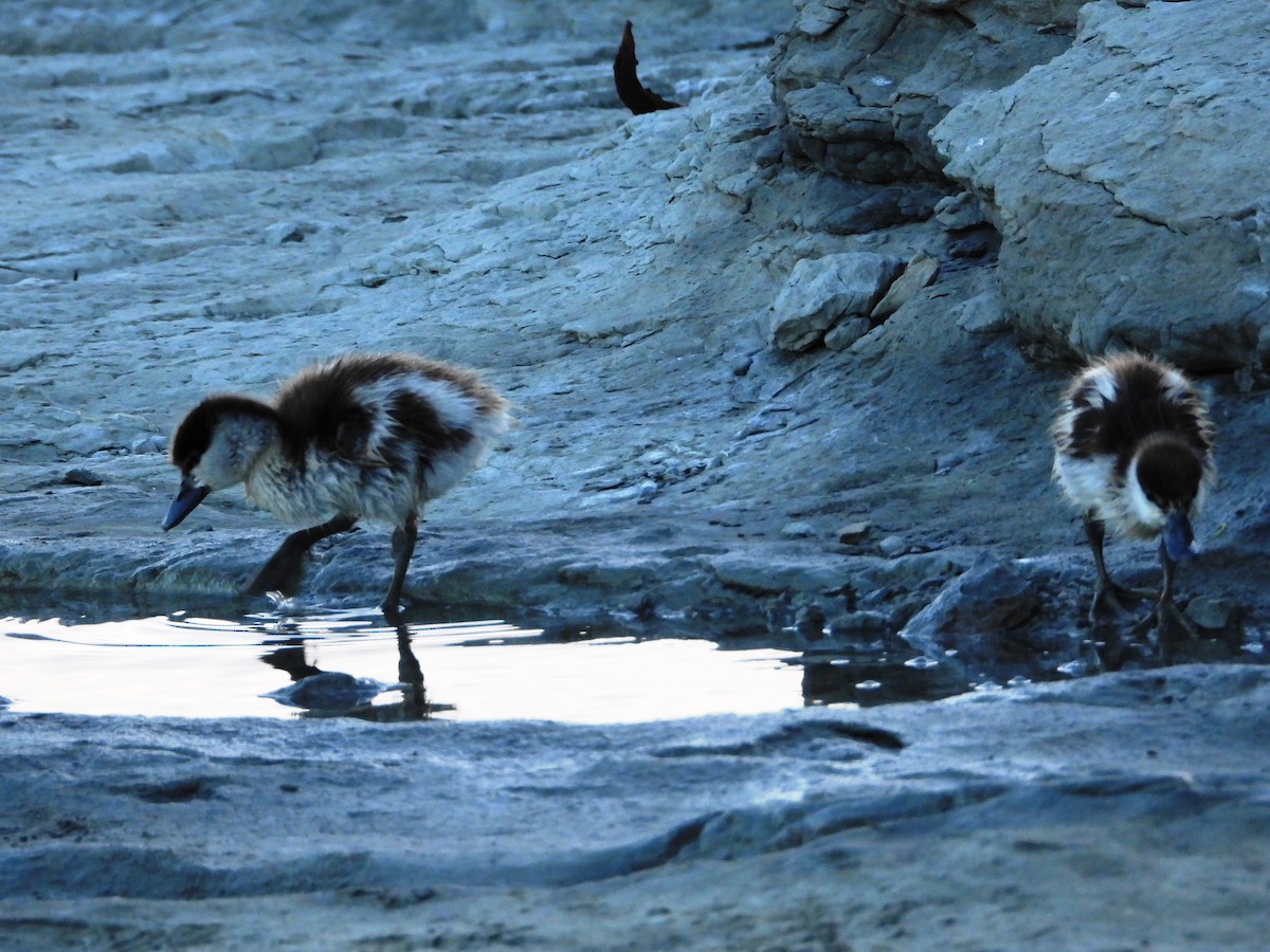 クロアカツクシガモ - ML645201483