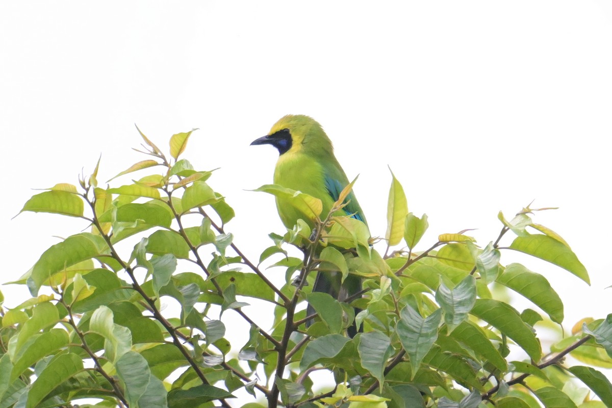 Bornean Leafbird - ML645201497