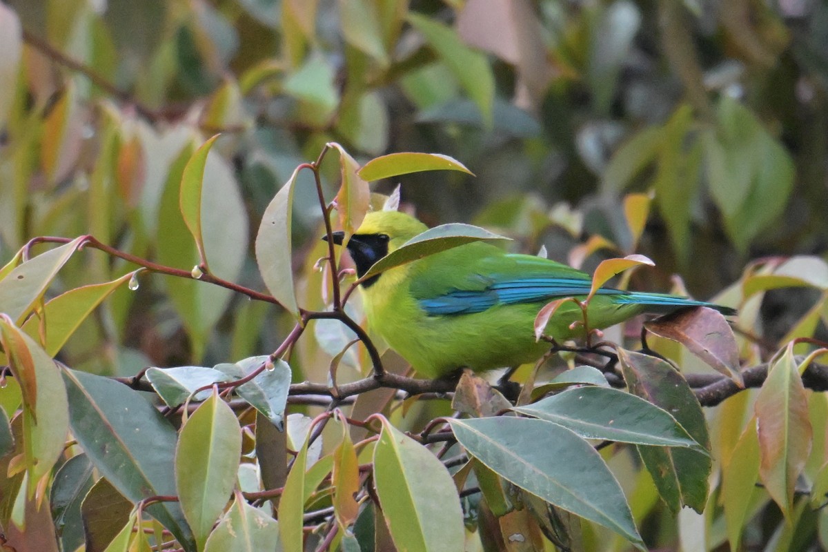Bornean Leafbird - ML645201498