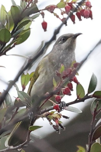 Brown Honeyeater - ML645201510