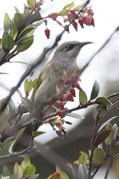 Brown Honeyeater - ML645201511