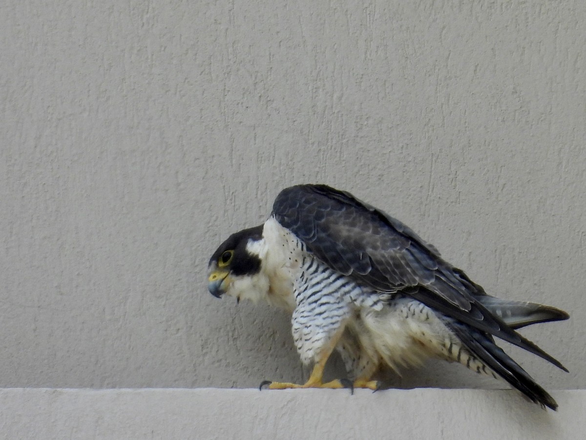 sokol stěhovavý - ML645201512