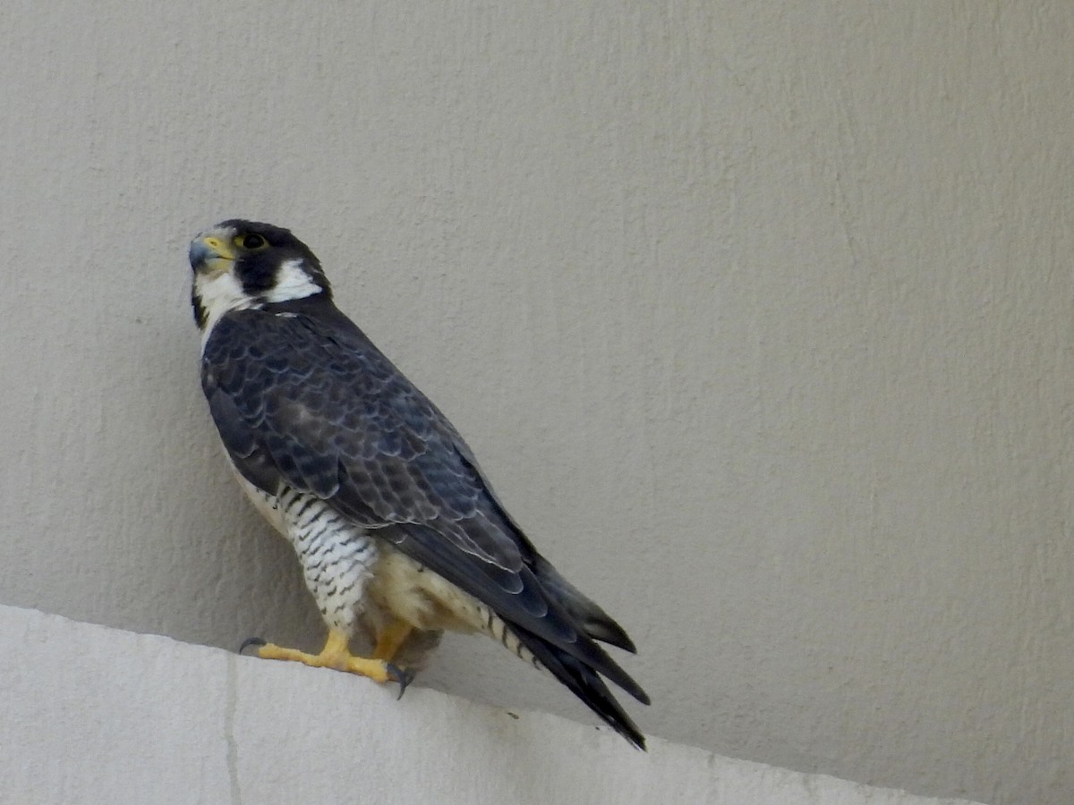 sokol stěhovavý - ML645201513