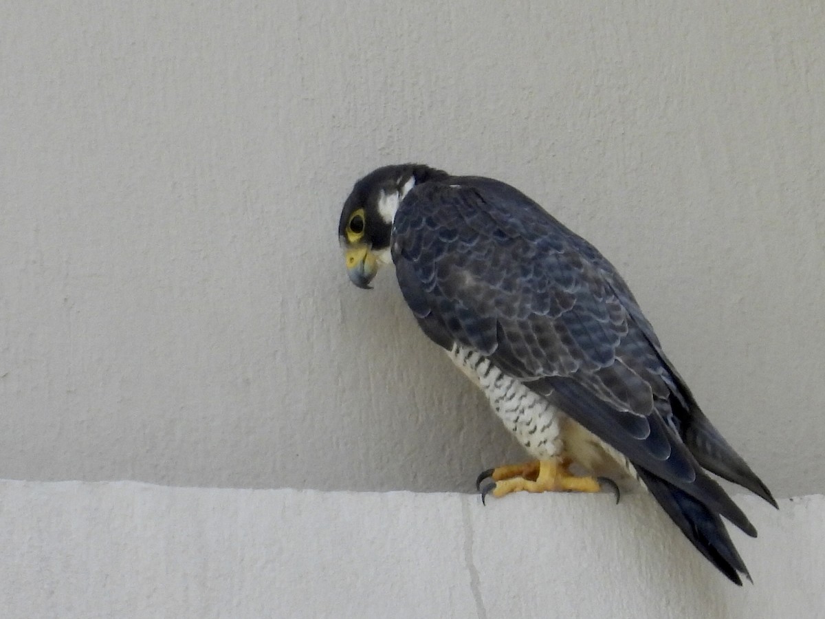 sokol stěhovavý - ML645201514