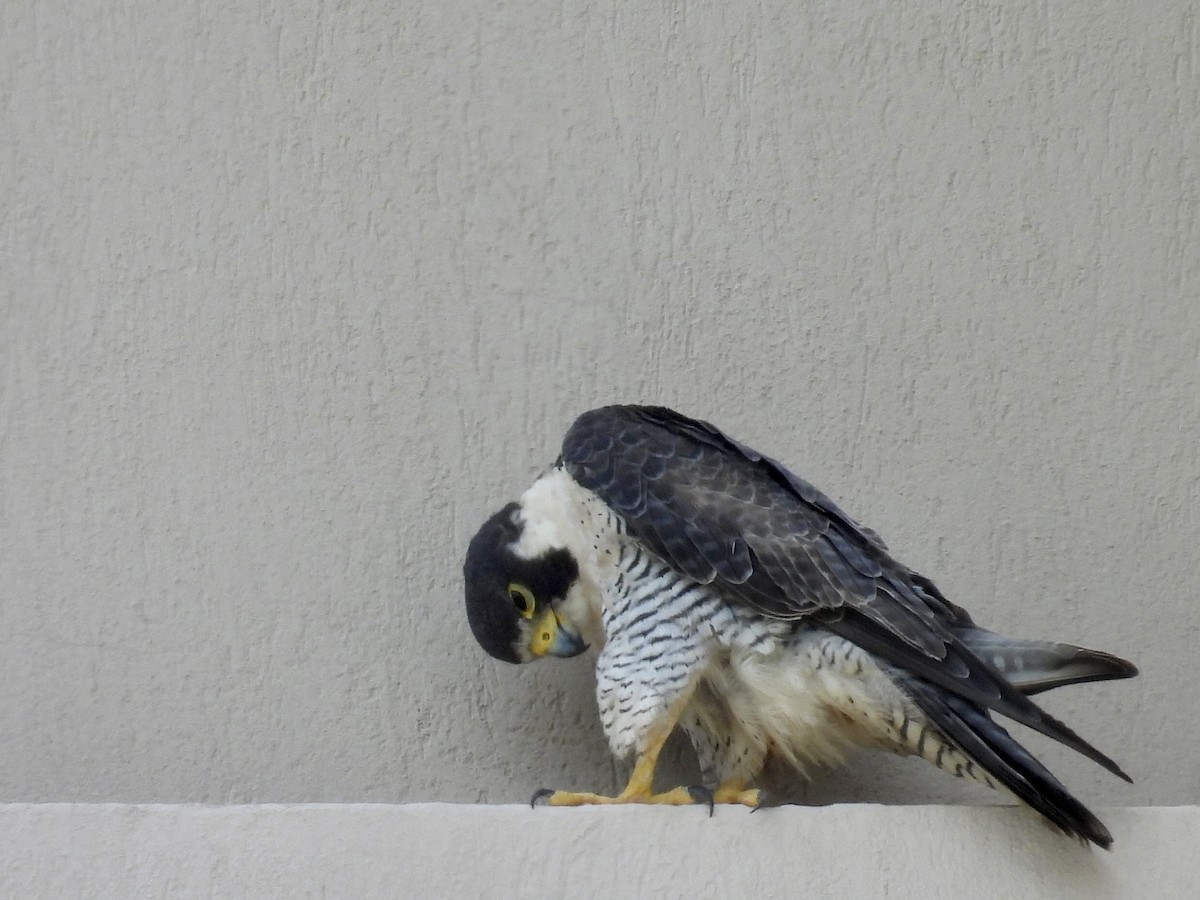 sokol stěhovavý - ML645201515