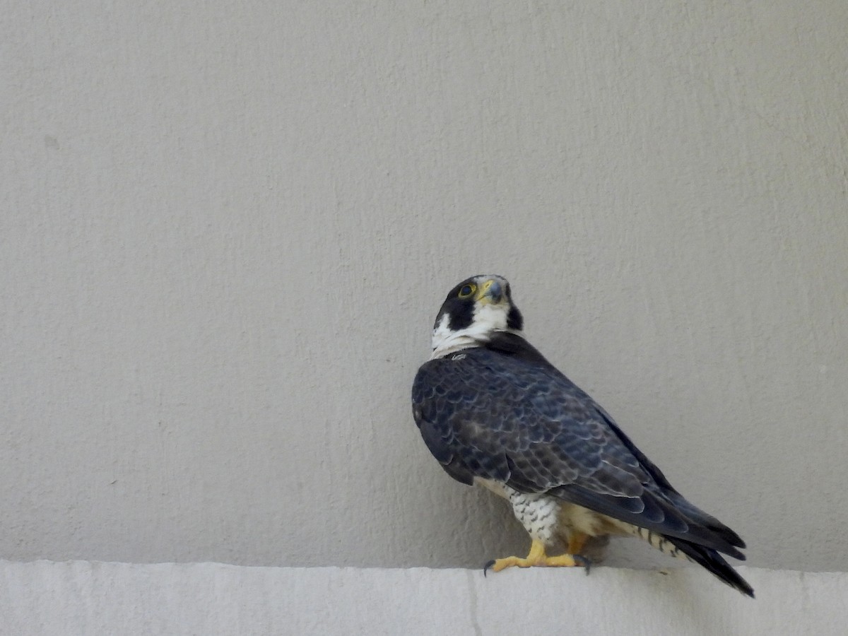 sokol stěhovavý - ML645201517