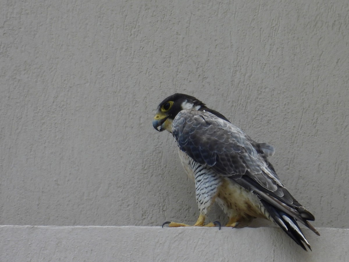 sokol stěhovavý - ML645201518