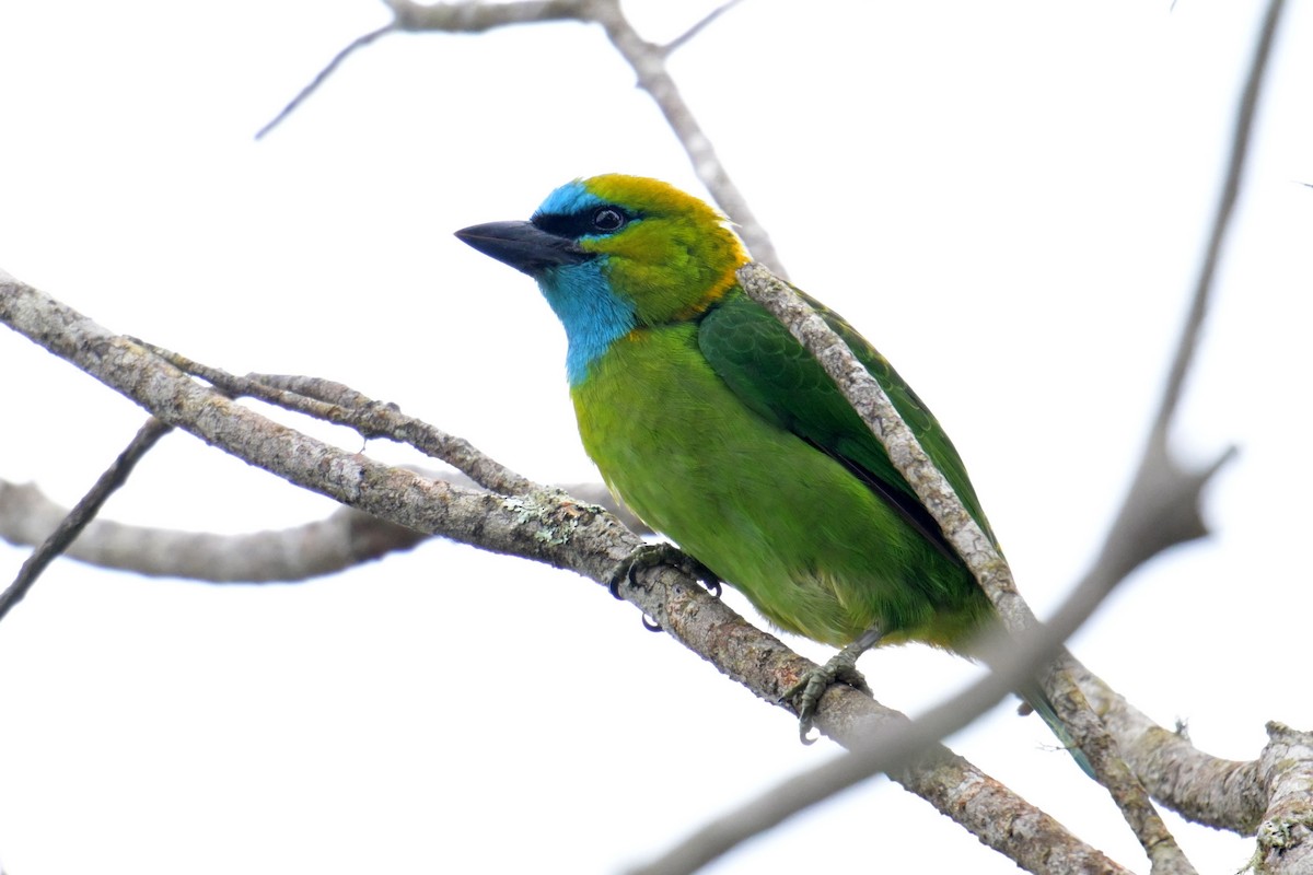 Синелицый бородастик - ML645201520