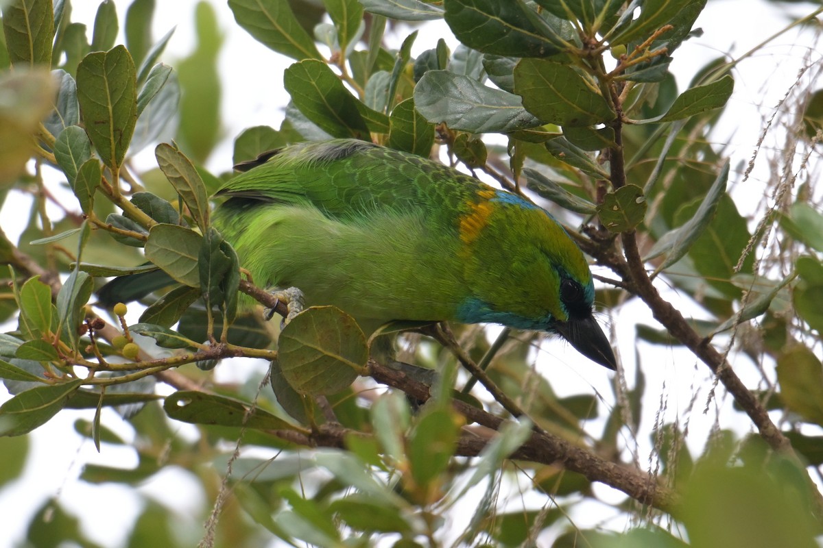 Синелицый бородастик - ML645201521