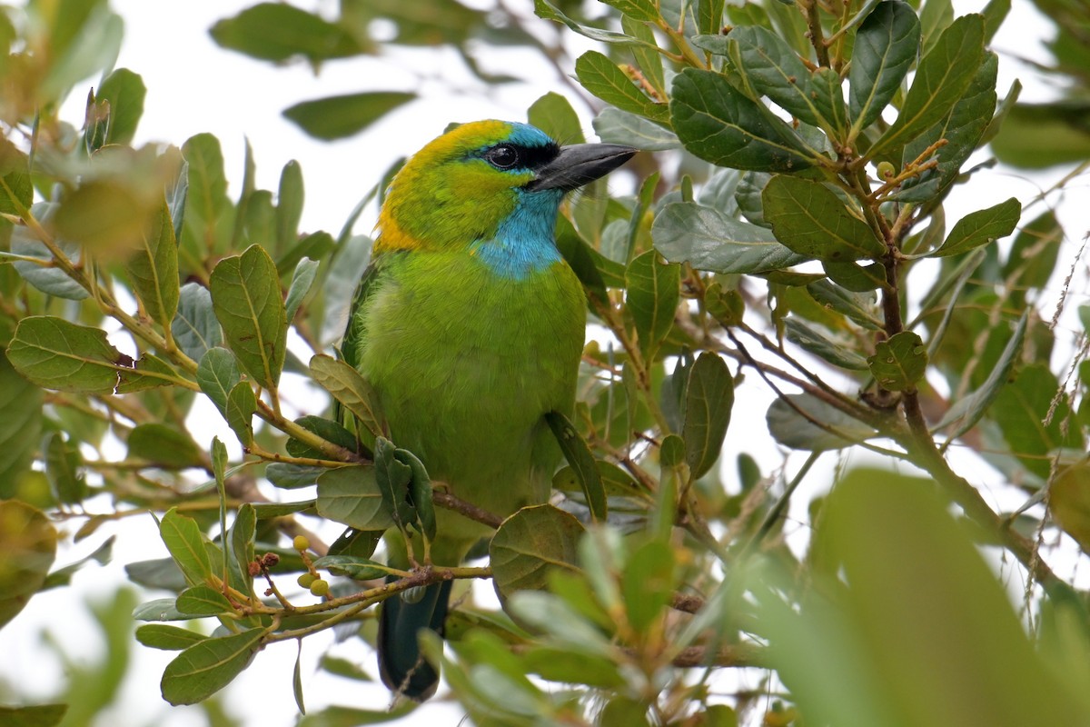 Синелицый бородастик - ML645201522