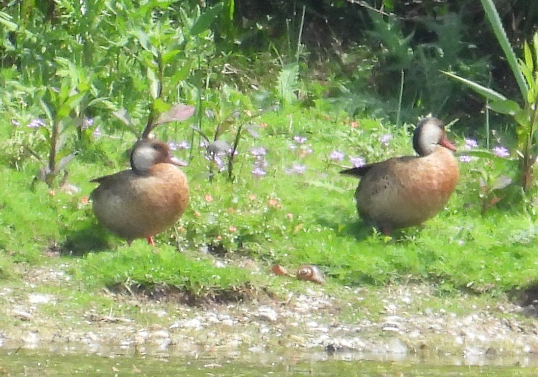 Brazilian Teal - ML645201526